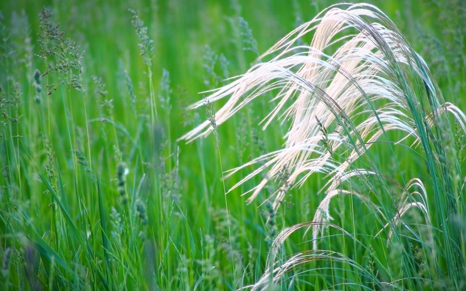 Ковыль (Stipa)