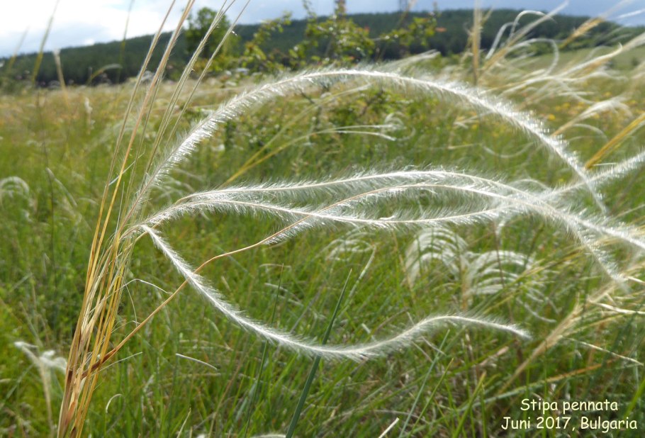 Ковыль перистый (Stipa pennata l.)