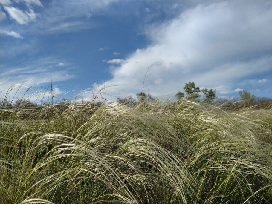 Ковыль Степной