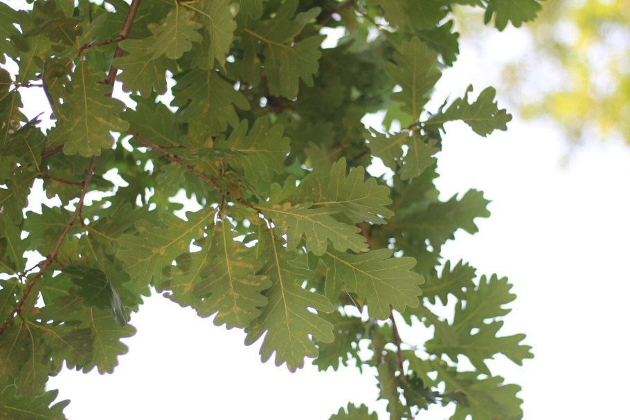 Дуб черешчатый (Quercus Robur l.)