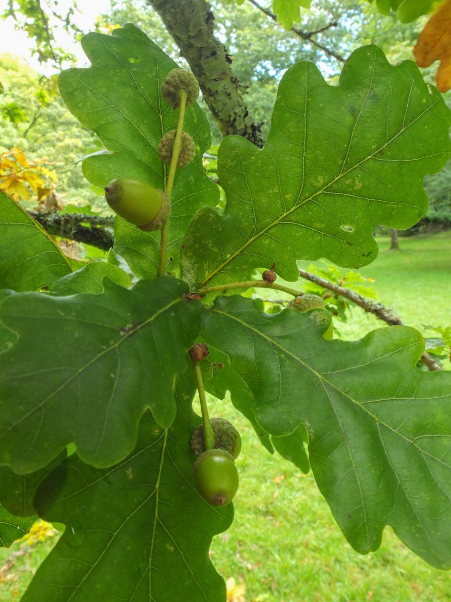 Quercus Robur Siedlec
