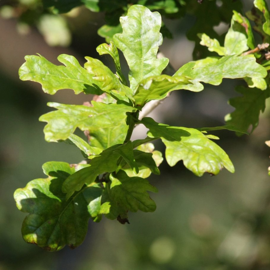 Quercus mongolica
