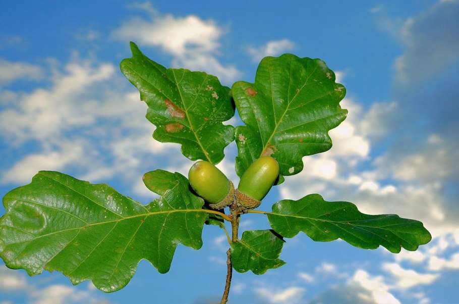Quercus macrocarpa