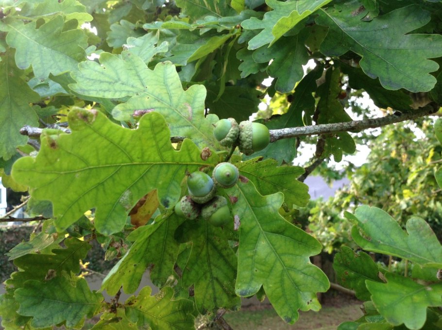 Дуб черешчатый variegata