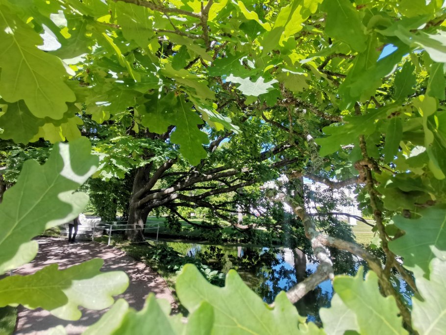 Дуб черешчатый (Quercus Robur l.)