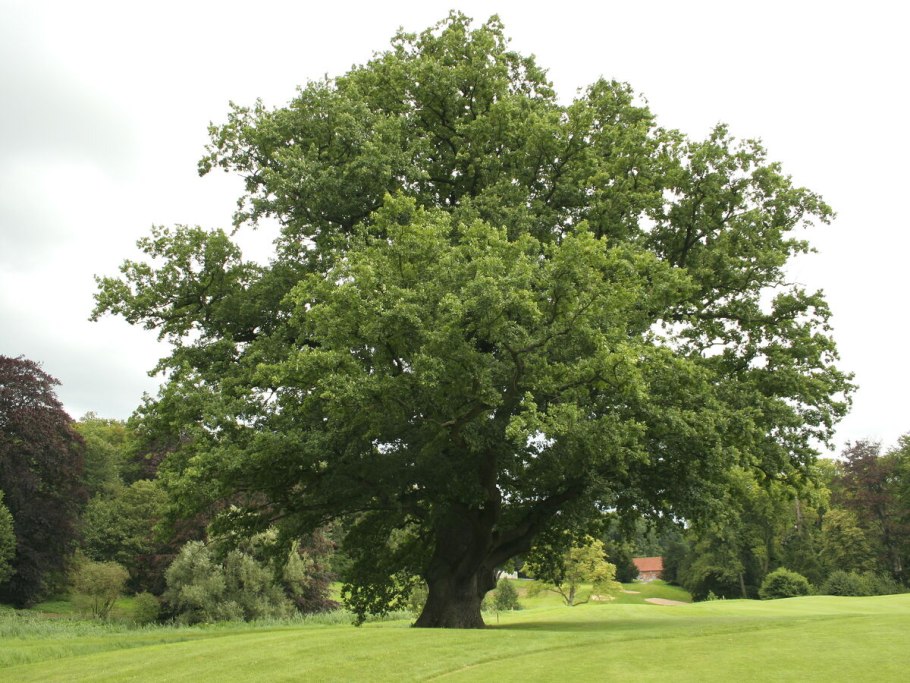 Дуб лузитанский Quercus lusitanica