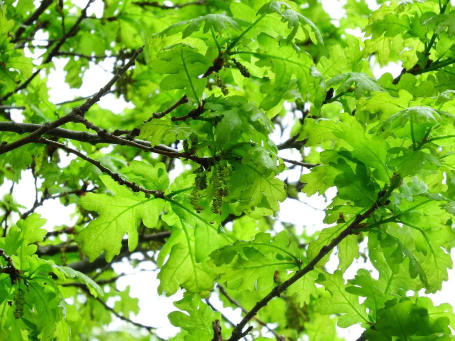 Quercus Robur marginata