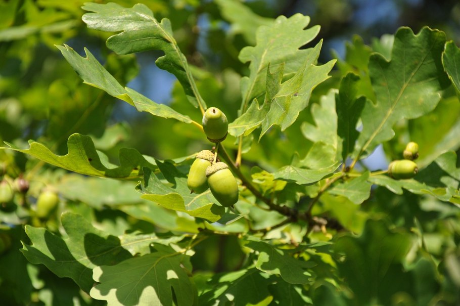 Дуб черешчатый (Quercus Robur l.)