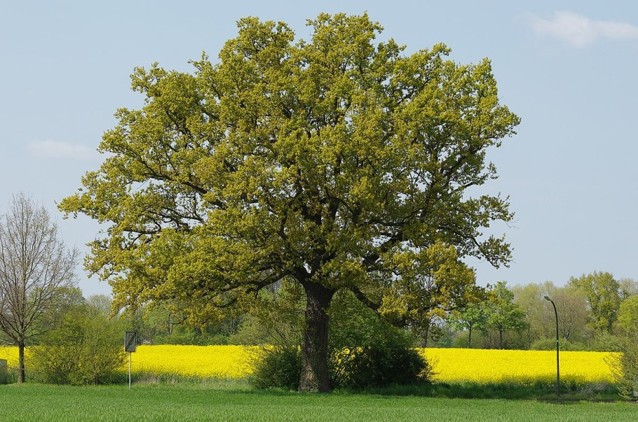 Quercus мыло