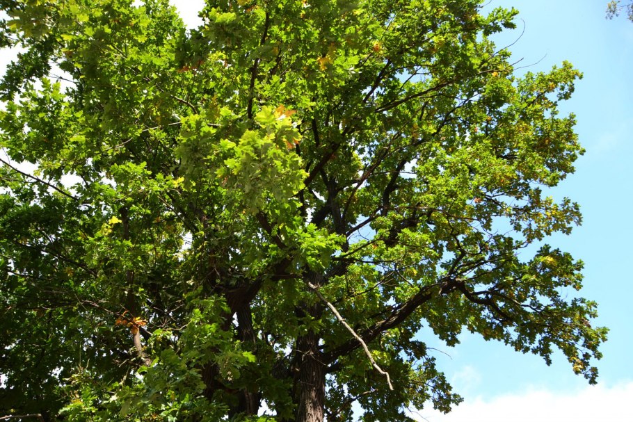 Дуб черешчатый (Quercus Robur l.)