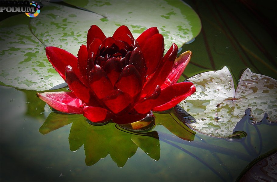 Нимфея Лотус красная