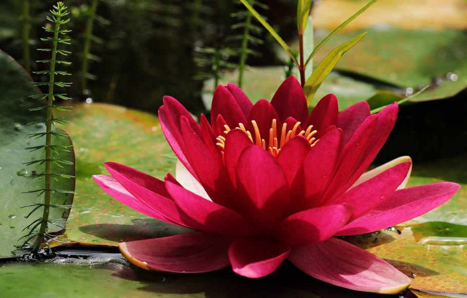 Красная водяная Лилия