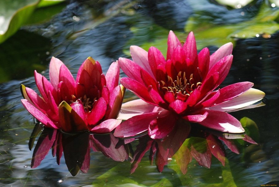 Бордовый Лотос