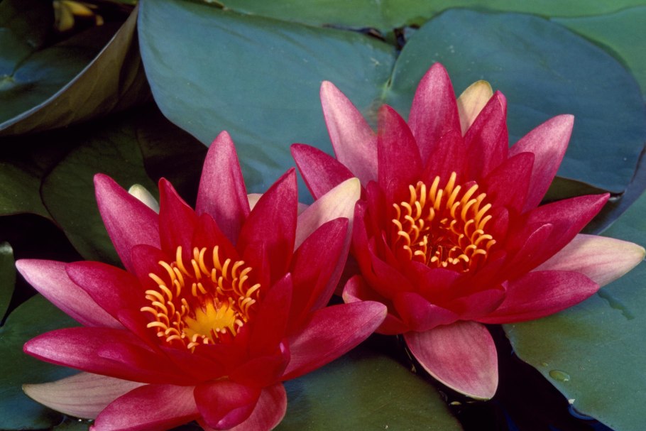 Лотус растение