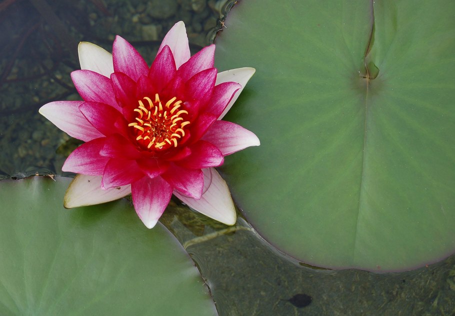 Кувшинка четырехгранная (Nymphaea Tetragona)