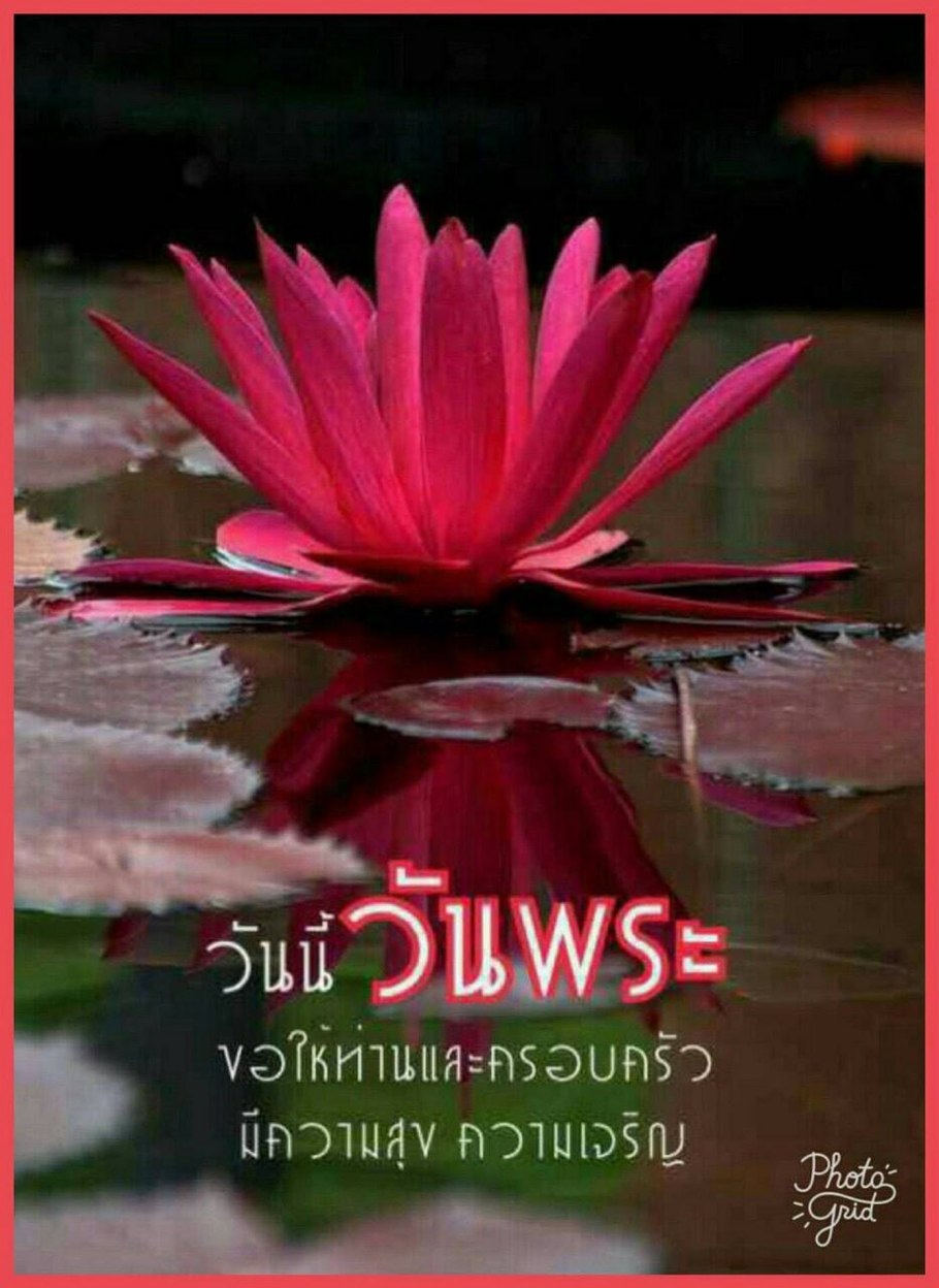 Цветущая нимфея