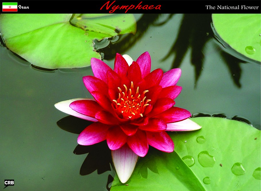 Водяная Лилия розовая