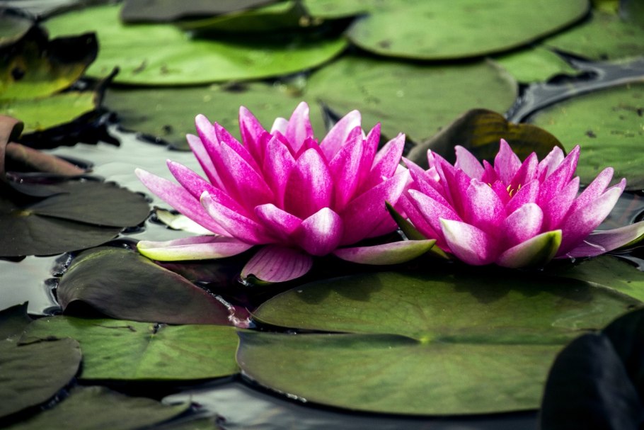 Кувшинка Атракшн