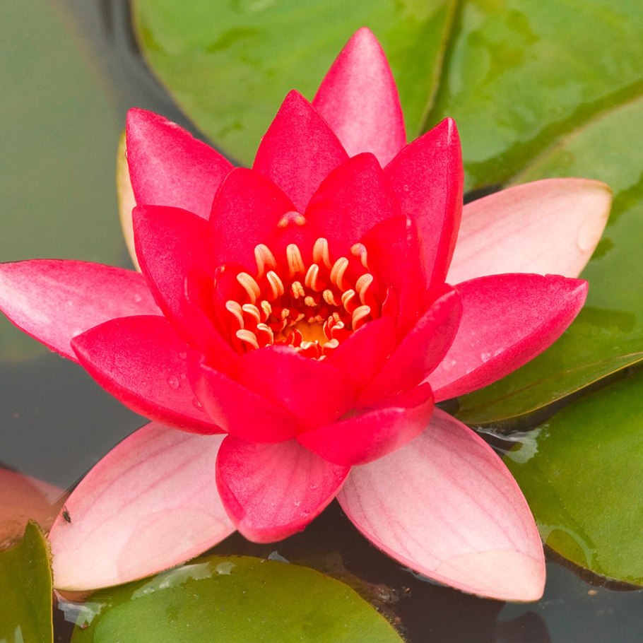 Нимфея красная(Lotus Red)