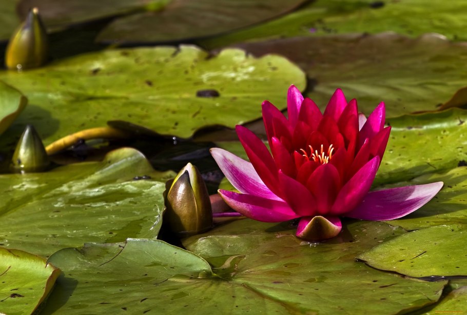 Кувшинка белая красная книга