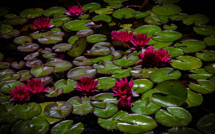 Лотос гидрофит