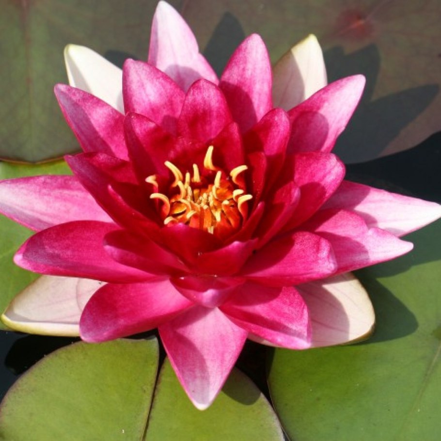 Кувшинка четырехгранная Сахалин