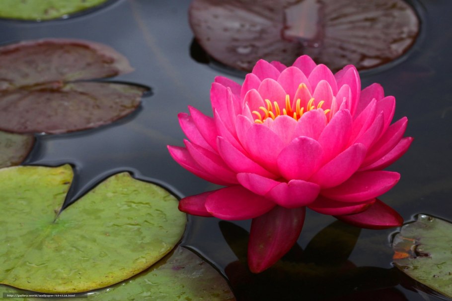 Кувшинка ‘James Brydon’