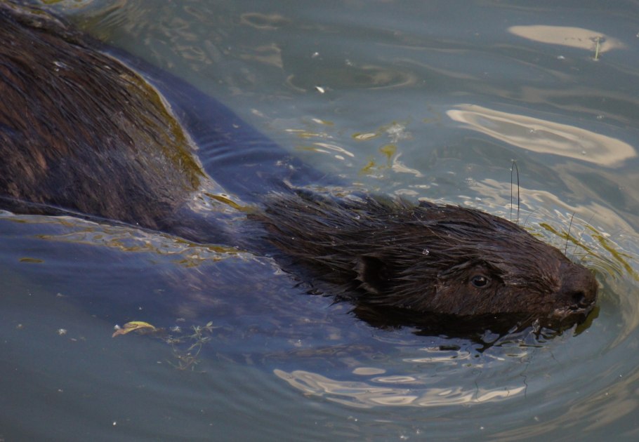 Нимфея гибридная