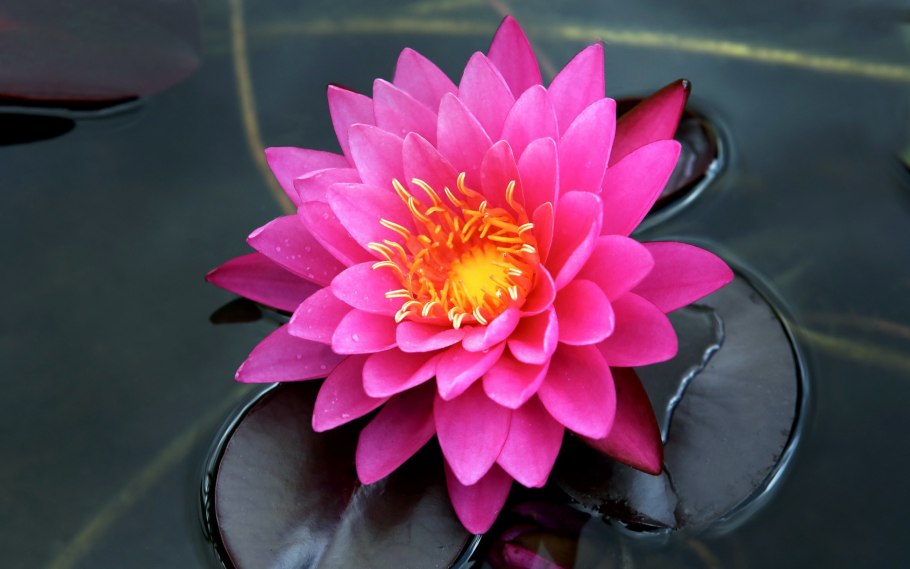 Нимфея красная цветы