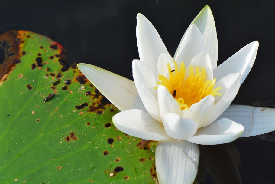 Кувшинка четырехугольная - Nymphaea Tetragona Georgi