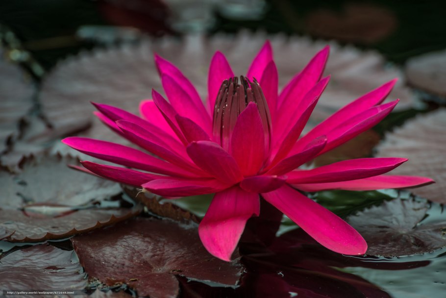 Кувшинка белая красная книга