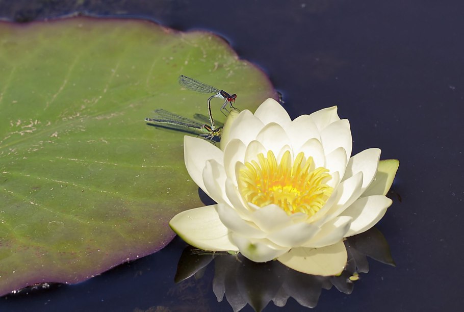 Кувшинка четырехгранная (Nymphaea Tetragona)