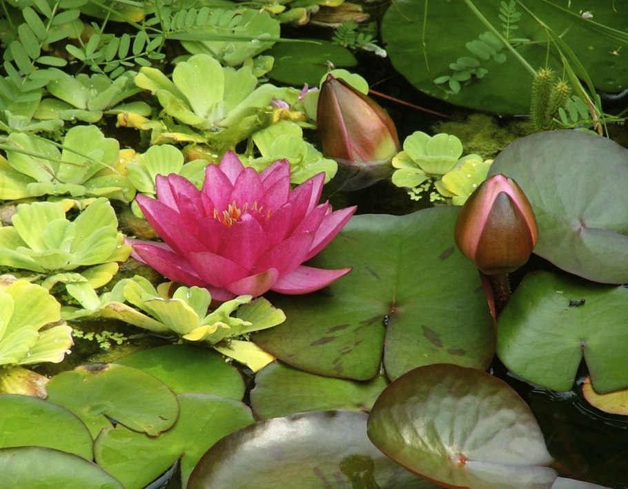 Кувшинка белая в Чувашии