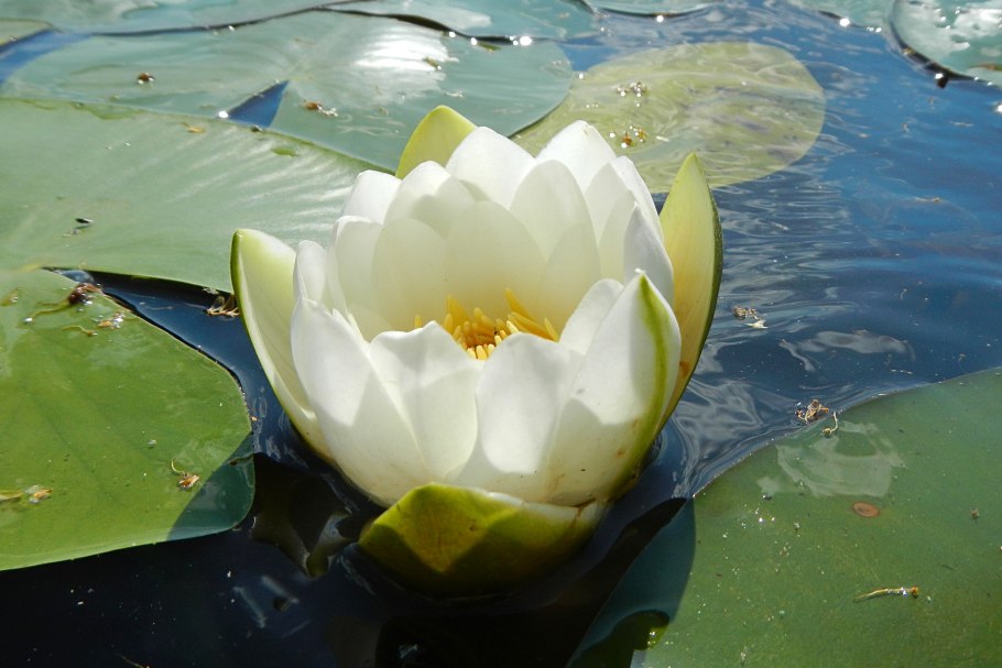 Нимфея красная(Lotus Red)