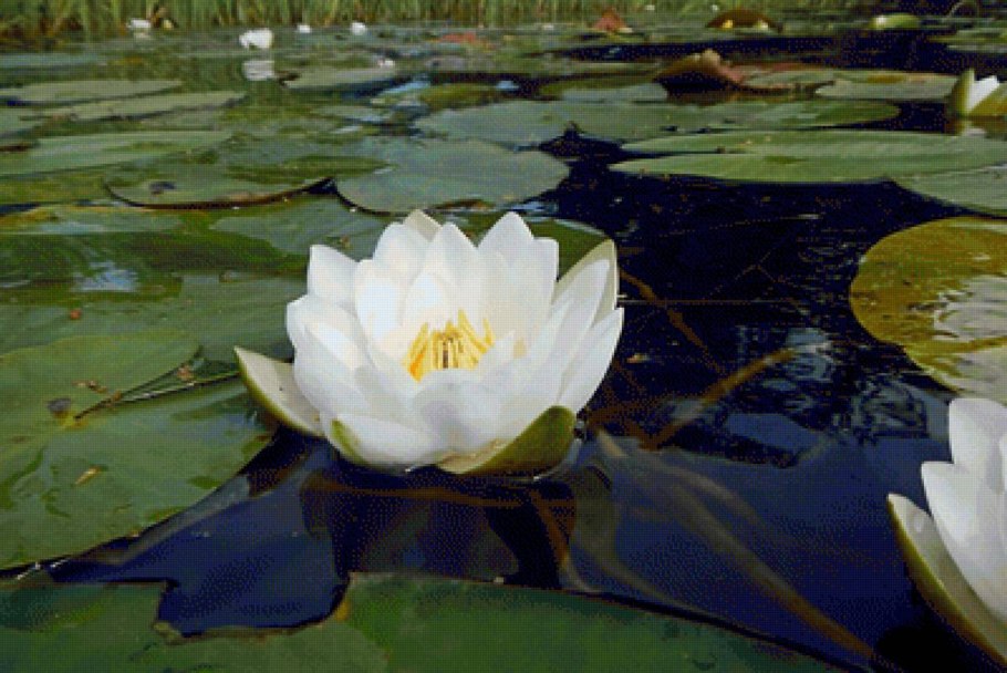 Нимфея / кувшинка лейдекера Лилацеа