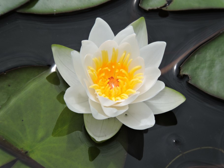 Кувшинка нимфея красная