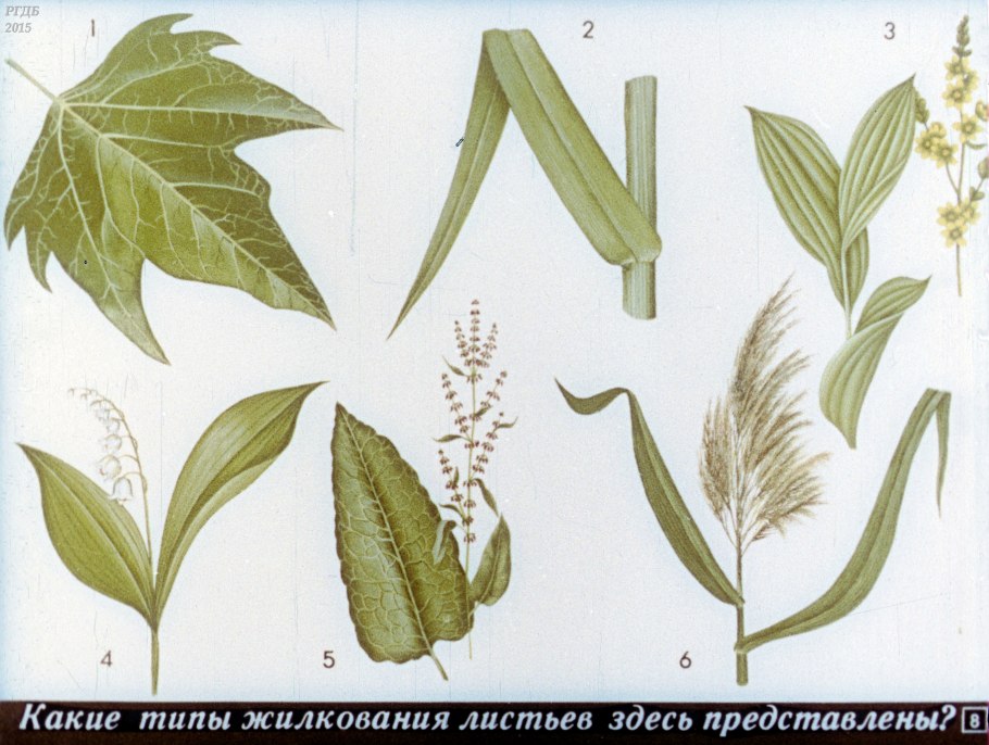 Тип жилкования листа люпина