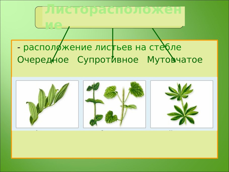 К двудольным растениям относят семейства