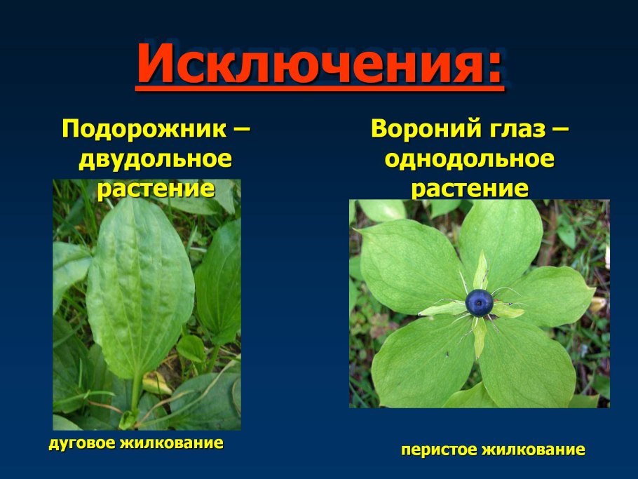 Бенгалия листья