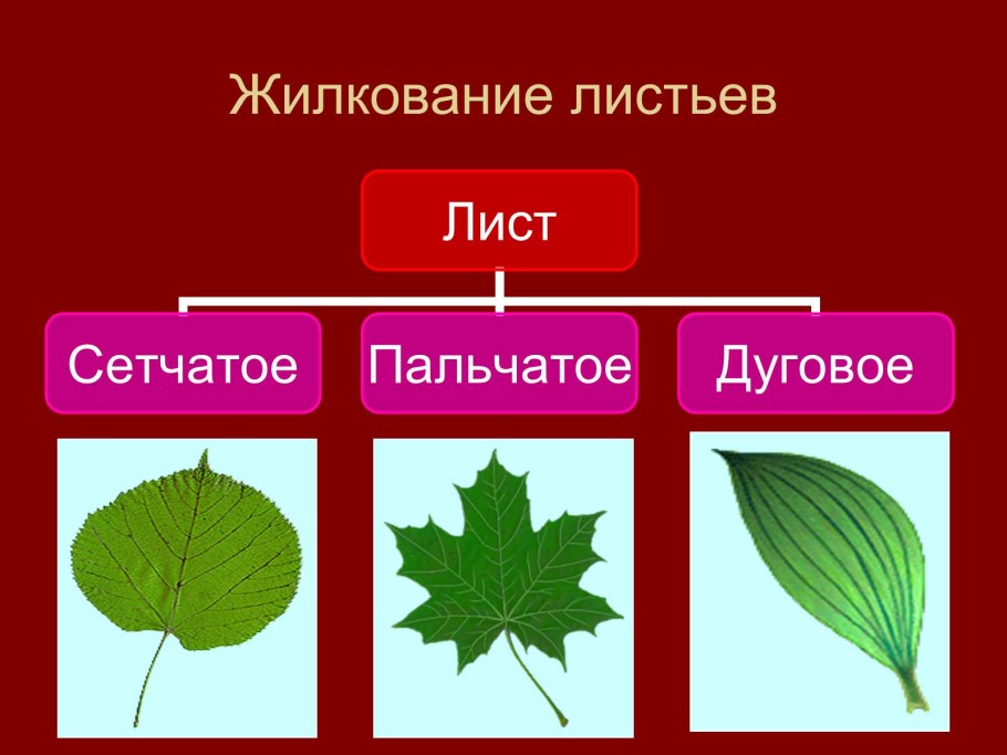 Вяз прилистники