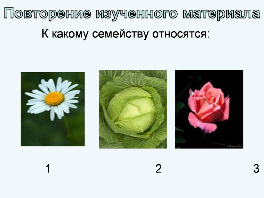 Шиповник Майский ареал