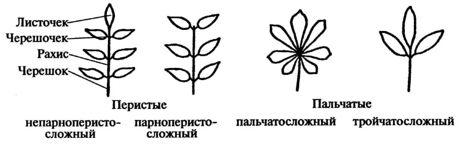 Классификация листьев деревьев
