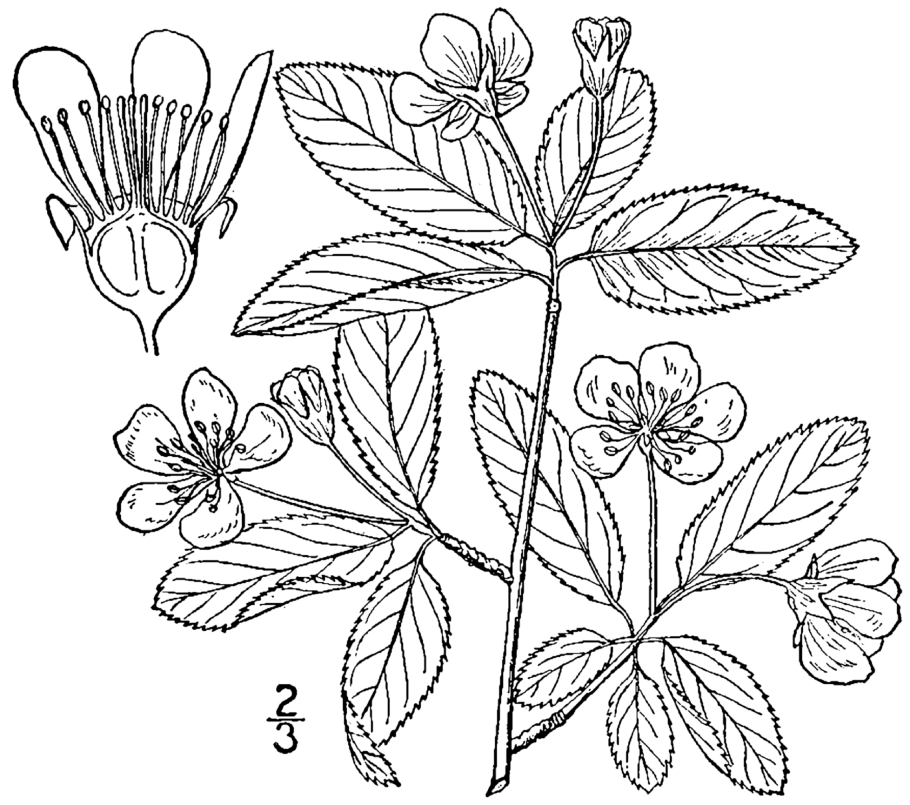 Rosaceae Розоцветные