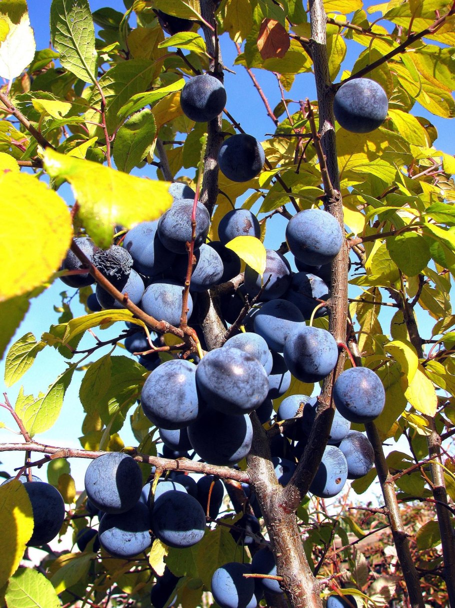 Слива тернослива гордость Сибири