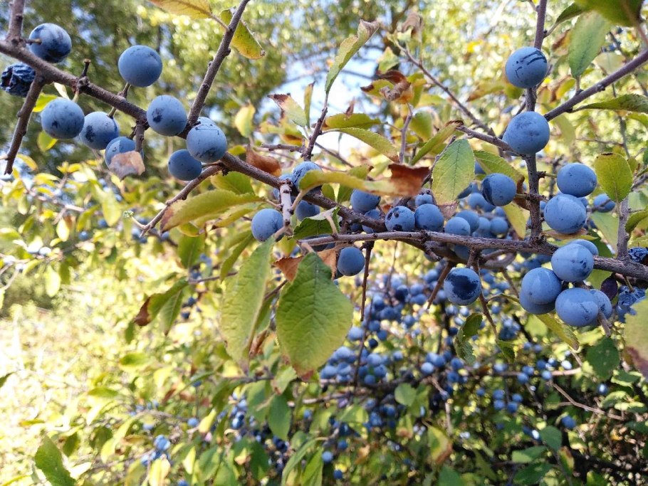Терн (Prunus spinosa l.)
