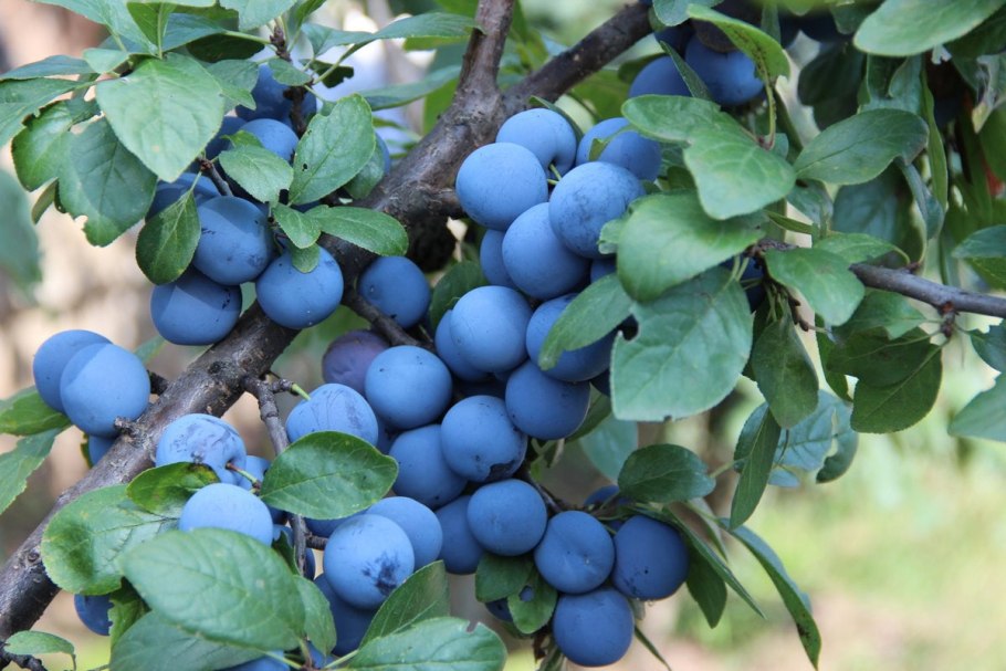 Терн (Prunus spinosa)