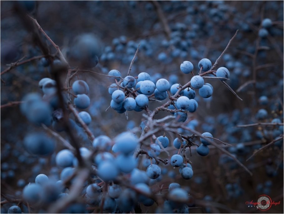 Терн (Prunus spinosa)