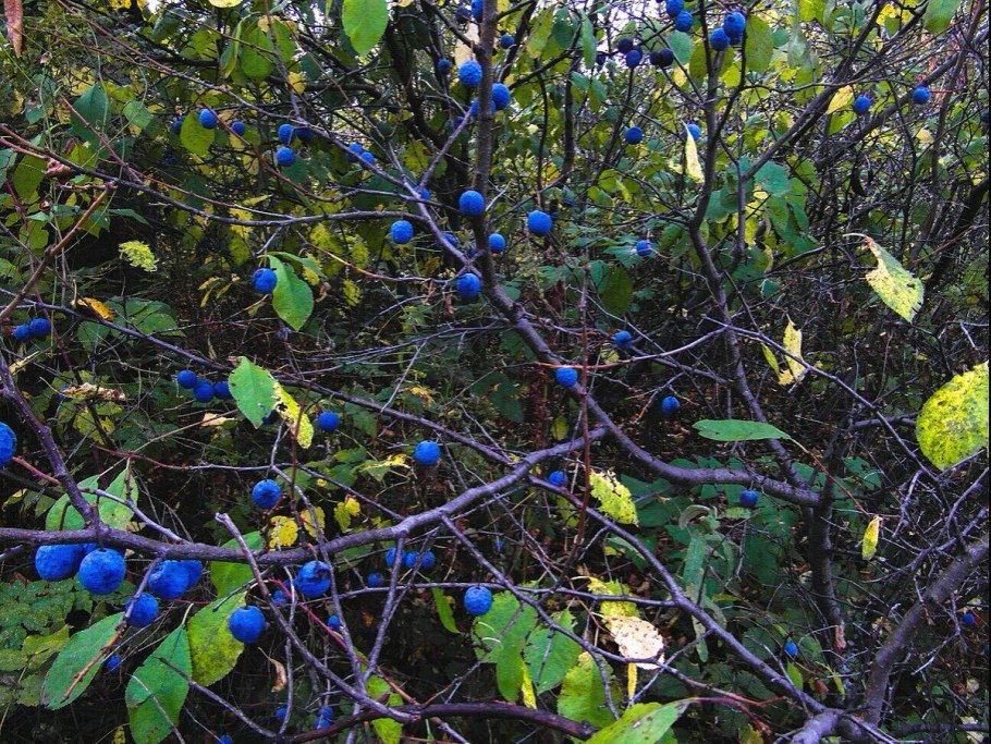 Слива колючая Prunus spinosa