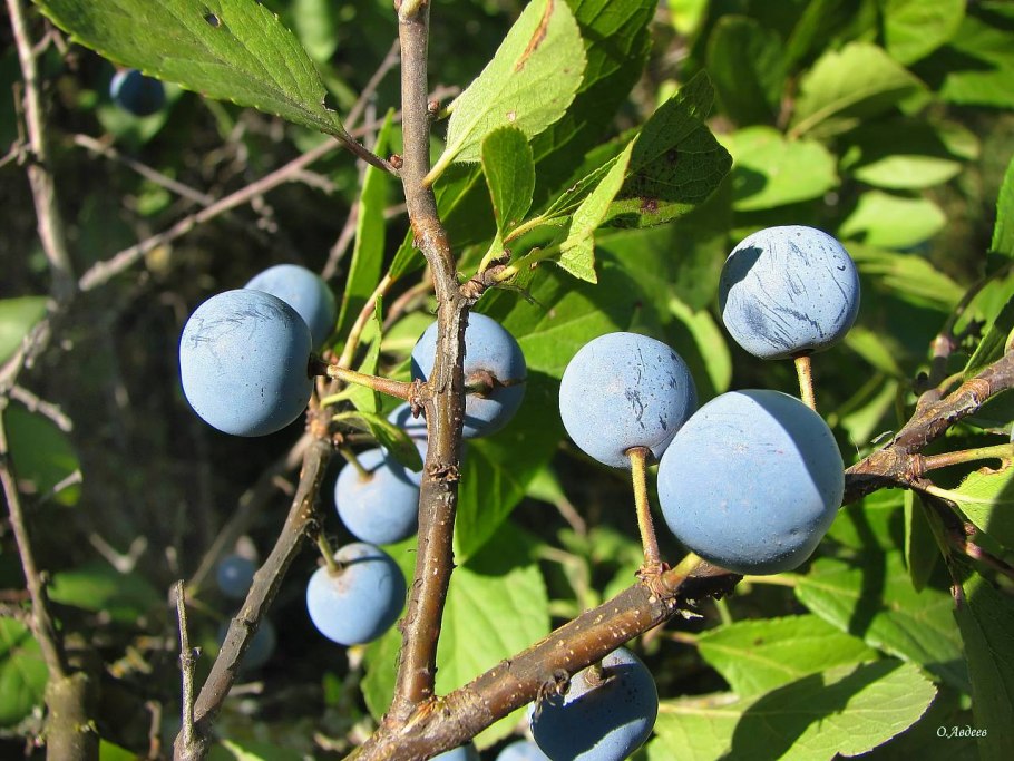 Терн (Prunus spinosa l.)