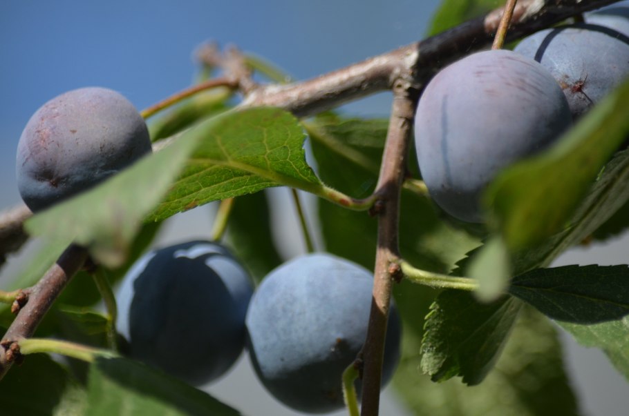 Ягоды терновника